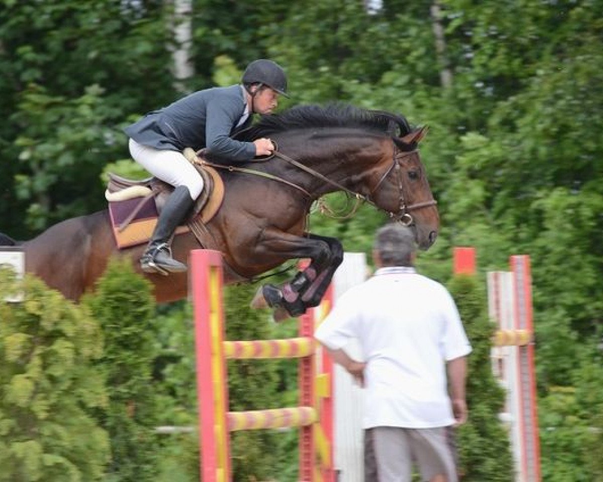 Deckhengst Sacipont JV (Bayer, 2005, von Stakkato Gold)
