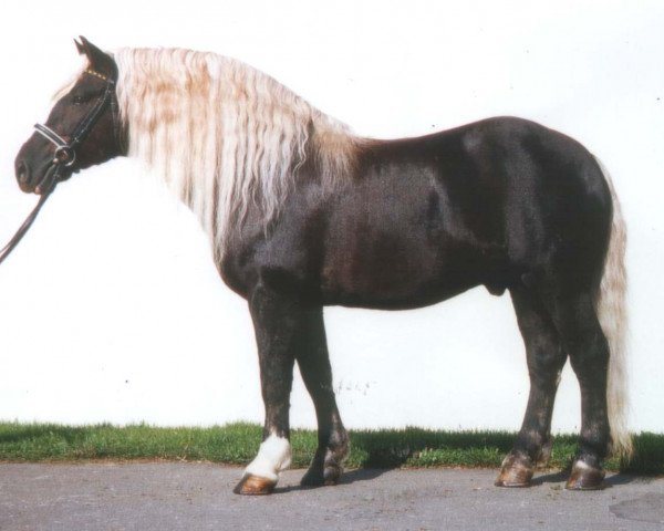stallion Retter (Black Forest Horse, 1977, from Remig)