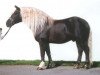 stallion Retter (Black Forest Horse, 1977, from Remig)