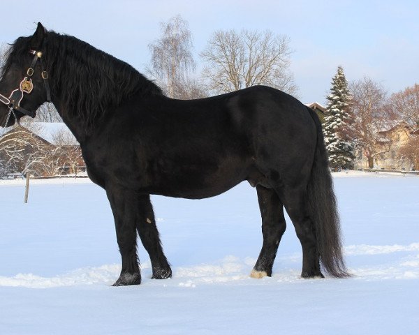 stallion Simmerl (South German draft horse, 2004, from Scherenau)