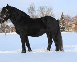 stallion Simmerl (South German draft horse, 2004, from Scherenau)