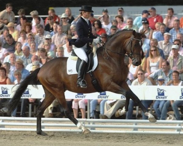 dressage horse Kasimir (Trakehner, 2002, from Ivernel)