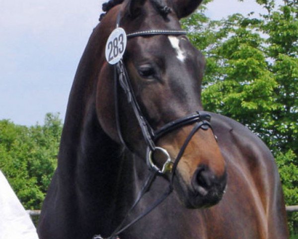 broodmare Schoener Morgen II (Trakehner, 2005, from Münchhausen)