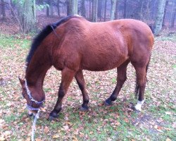 broodmare Einheit (Holsteiner, 1990, from Ligorett)