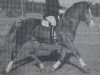 stallion Grandioso (Hanoverian, 1976, from Grande)