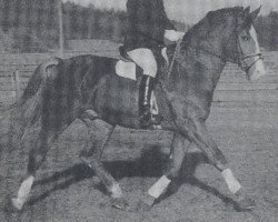 stallion Grandioso (Hanoverian, 1976, from Grande)