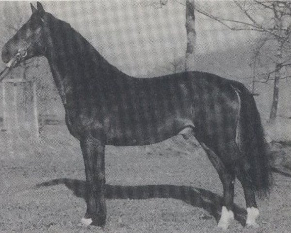 stallion Rex Ramon (Westphalian, 1982, from Rex Fritz)