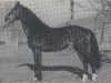 stallion Rex Ramon (Westphalian, 1982, from Rex Fritz)