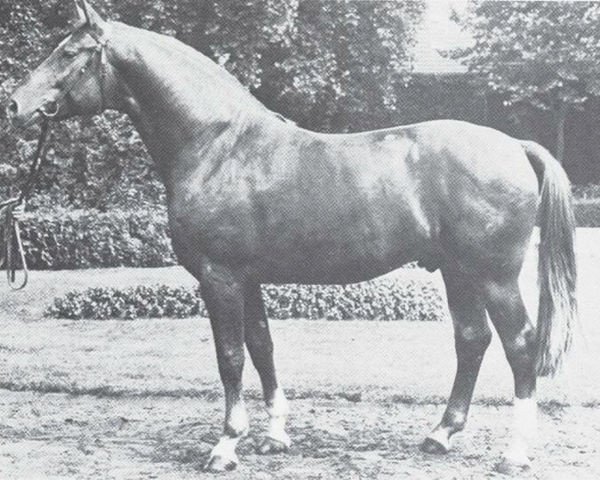 stallion Rinaldini (Westphalian, 1972, from Renaldo)