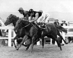 stallion Final Straw xx (Thoroughbred, 1977, from Thatch xx)