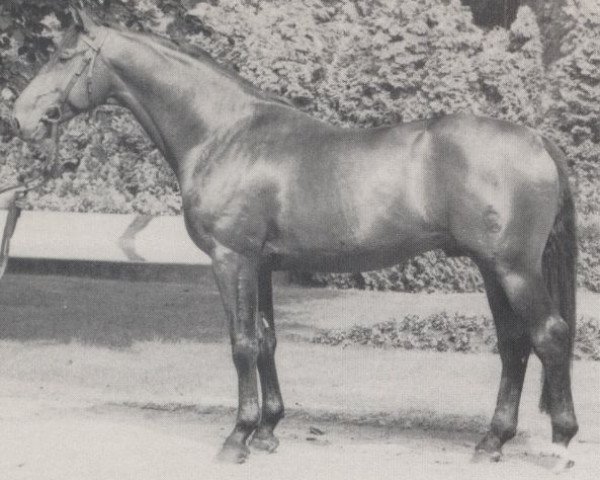 stallion Lucifer (Westphalian, 1967, from Lucius xx)