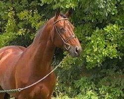 stallion Acord's Son R (Bavarian, 1987, from Acord)