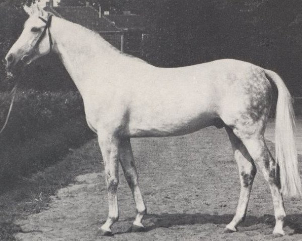 stallion Ben Shirin xx (Thoroughbred, 1961, from Niederlaender xx)