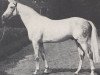 stallion Ben Shirin xx (Thoroughbred, 1961, from Niederlaender xx)