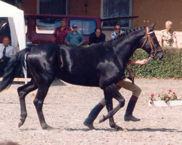 stallion Grand Step (Hanoverian, 1991, from Grannus)