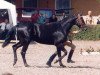 stallion Grand Step (Hanoverian, 1991, from Grannus)