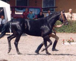 Deckhengst Grand Step (Hannoveraner, 1991, von Grannus)