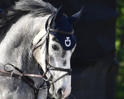 jumper Cadix (German Sport Horse, 2017, from Chacoon Blue)