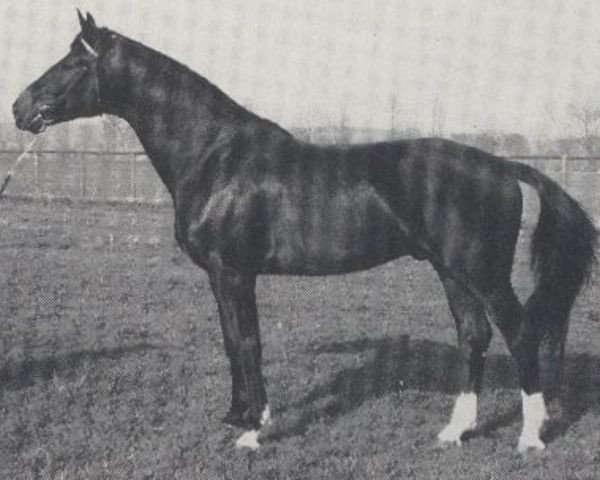 stallion Waldgraf (Bavarian, 1984, from Wodkin)