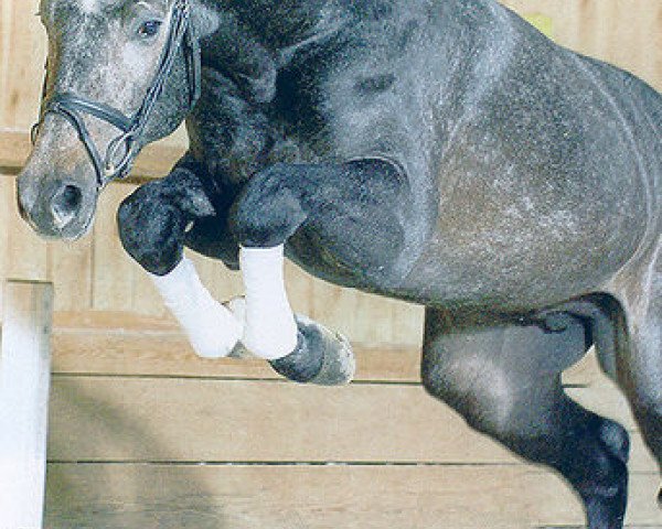 stallion Cordius M (Bavarian, 2002, from Contender)