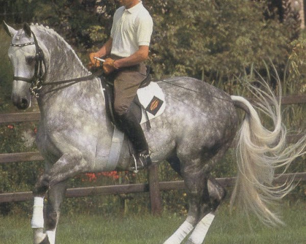 stallion Rolando (KWPN (Royal Dutch Sporthorse), 1983, from Ramiro Z)