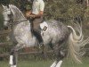 stallion Rolando (Dutch Warmblood, 1983, from Ramiro Z)
