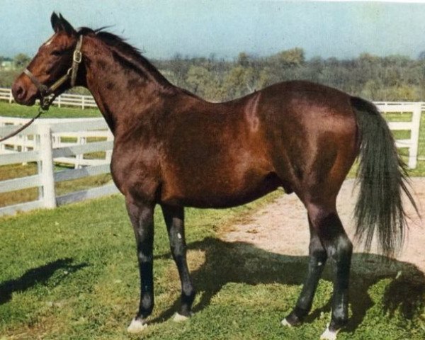 stallion Alsab xx (Thoroughbred, 1939, from Good Goods xx)
