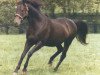 stallion Ack Ack xx (Thoroughbred, 1966, from Battle Joined xx)