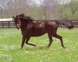 stallion Youth xx (Thoroughbred, 1973, from Ack Ack xx)