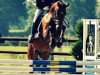 jumper Headley (German Riding Pony, 2004, from Halifax)