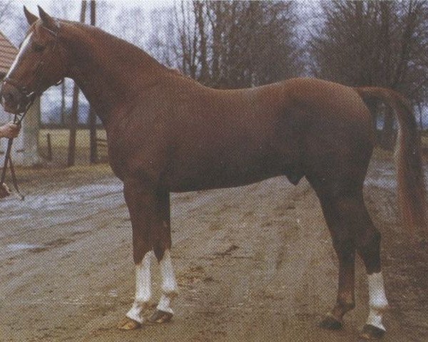 stallion Fuerst Agram (Oldenburg, 1969, from Furioso II)