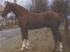 stallion Fuerst Agram (Oldenburg, 1969, from Furioso II)