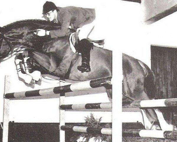 stallion April-Scherz (Zweibrücken, 1976, from Fuerst Agram)