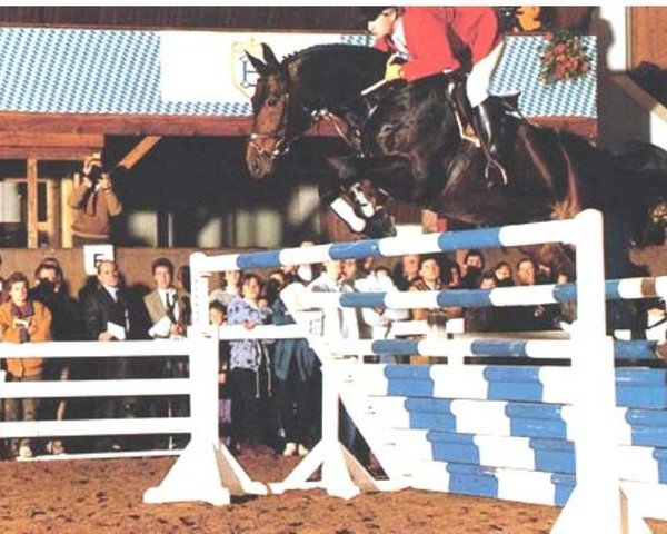 stallion Aramis (Hanoverian, 1981, from Almé)