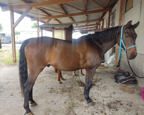 horse Casimir (Oldenburg, 2000, from Chambertin)