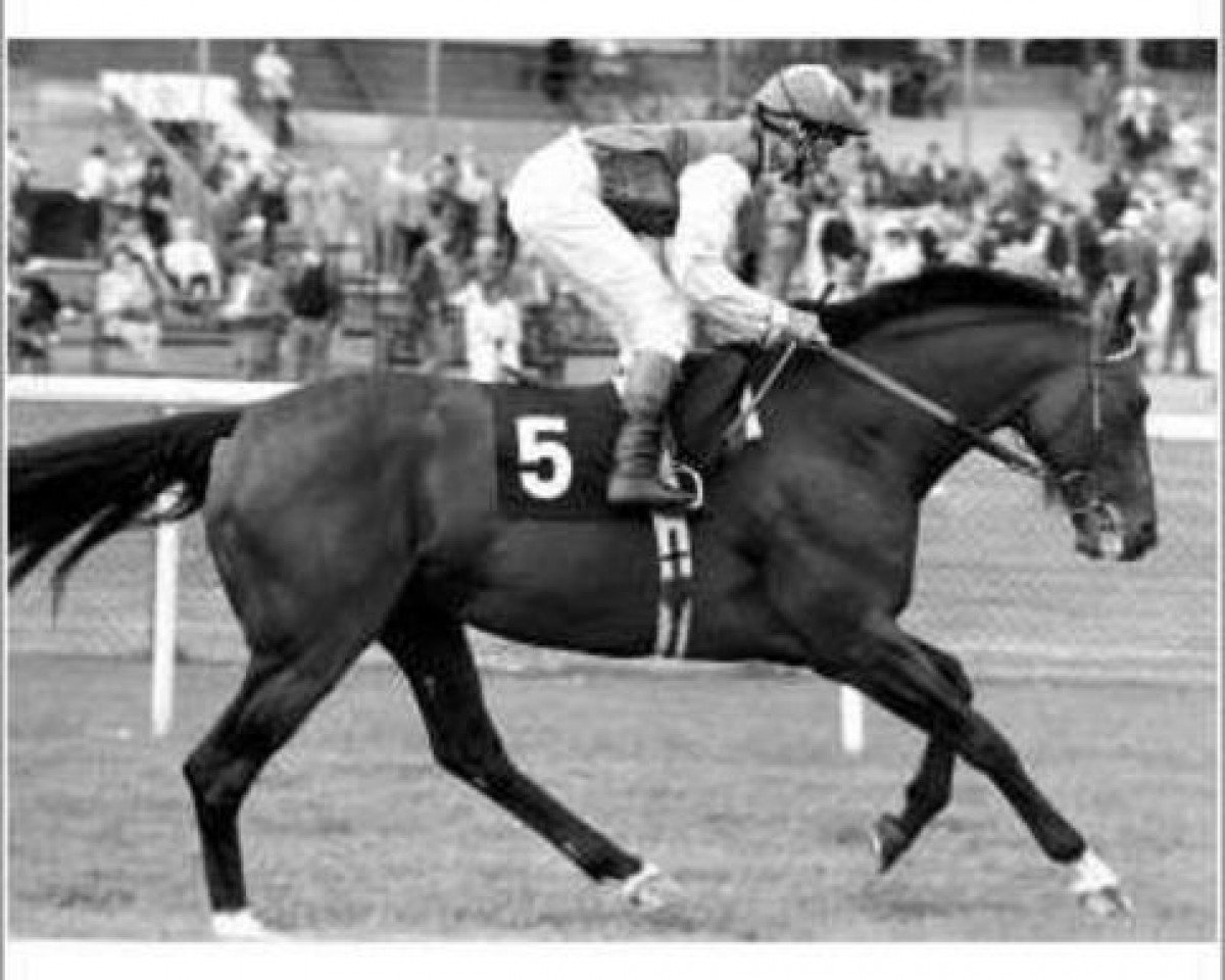Deckhengst Monsagem xx (Englisches Vollblut, 1986, von Nureyev xx)