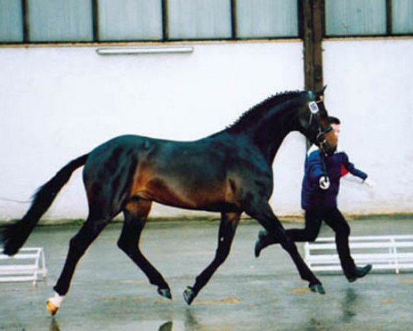 stallion Acord's Champion (Holsteiner, 1997, from Acord II)