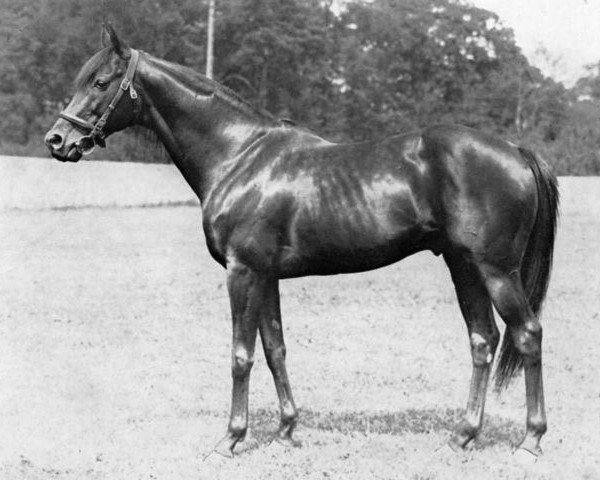 stallion Tourment xx (Thoroughbred, 1944, from Tourbillon xx)
