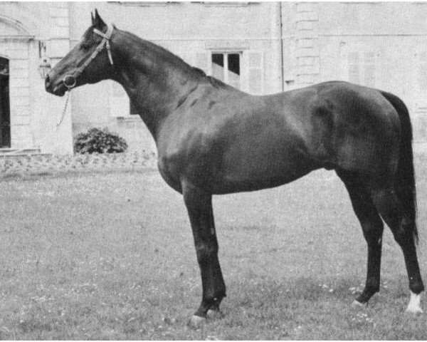 stallion Valdrague xx (Thoroughbred, 1968, from Val de Loir xx)