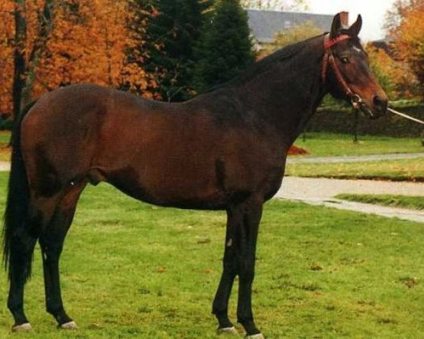 stallion Fast AA (Anglo-Arabs, 1978, from Valdrague xx)