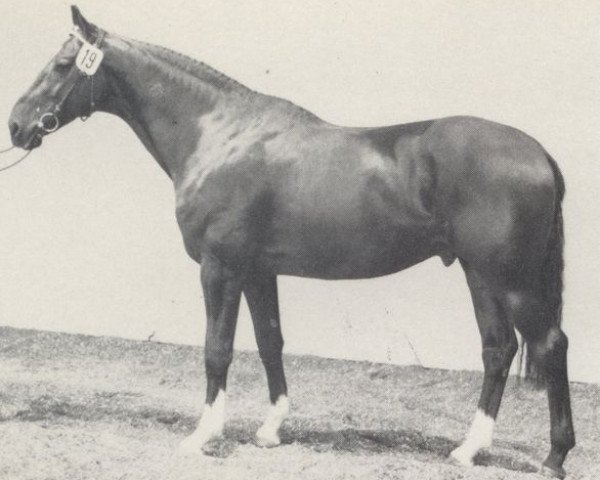 stallion Diogenes (Westphalian, 1981, from Dialekt)
