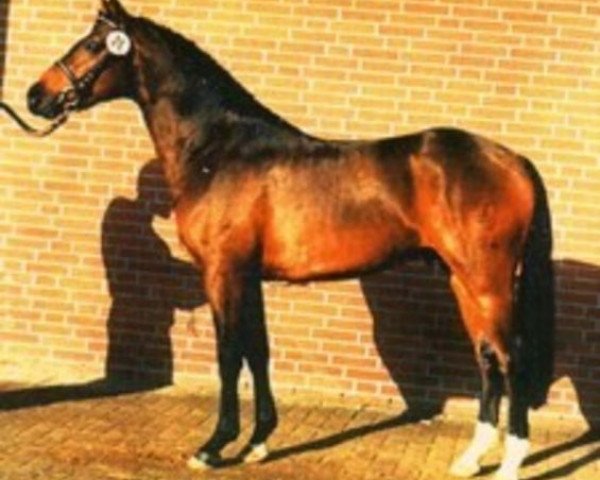 jumper Nevado (German Riding Pony, 1992, from Nobel)