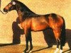 stallion Nevado (German Riding Pony, 1992, from Nobel)