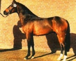 stallion Nevado (German Riding Pony, 1992, from Nobel)