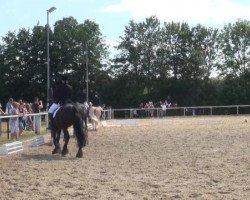 dressage horse Paroli 12 (Westphalian, 2004, from Pik Labionics)