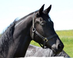 broodmare Schöne Nacht (Trakehner, 2010, from Hohenstein I)