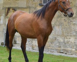 dressage horse Great Gatsby (Trakehner, 2010, from Connery)