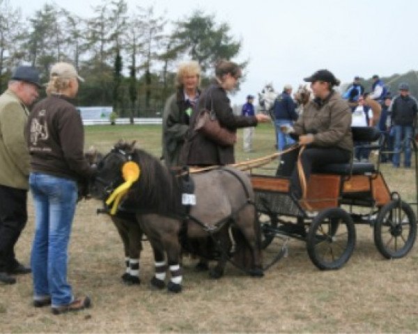 broodmare Romy van de Zandhoven (Shetland pony (under 87 cm), 1999, from Birchwood Golden Top)