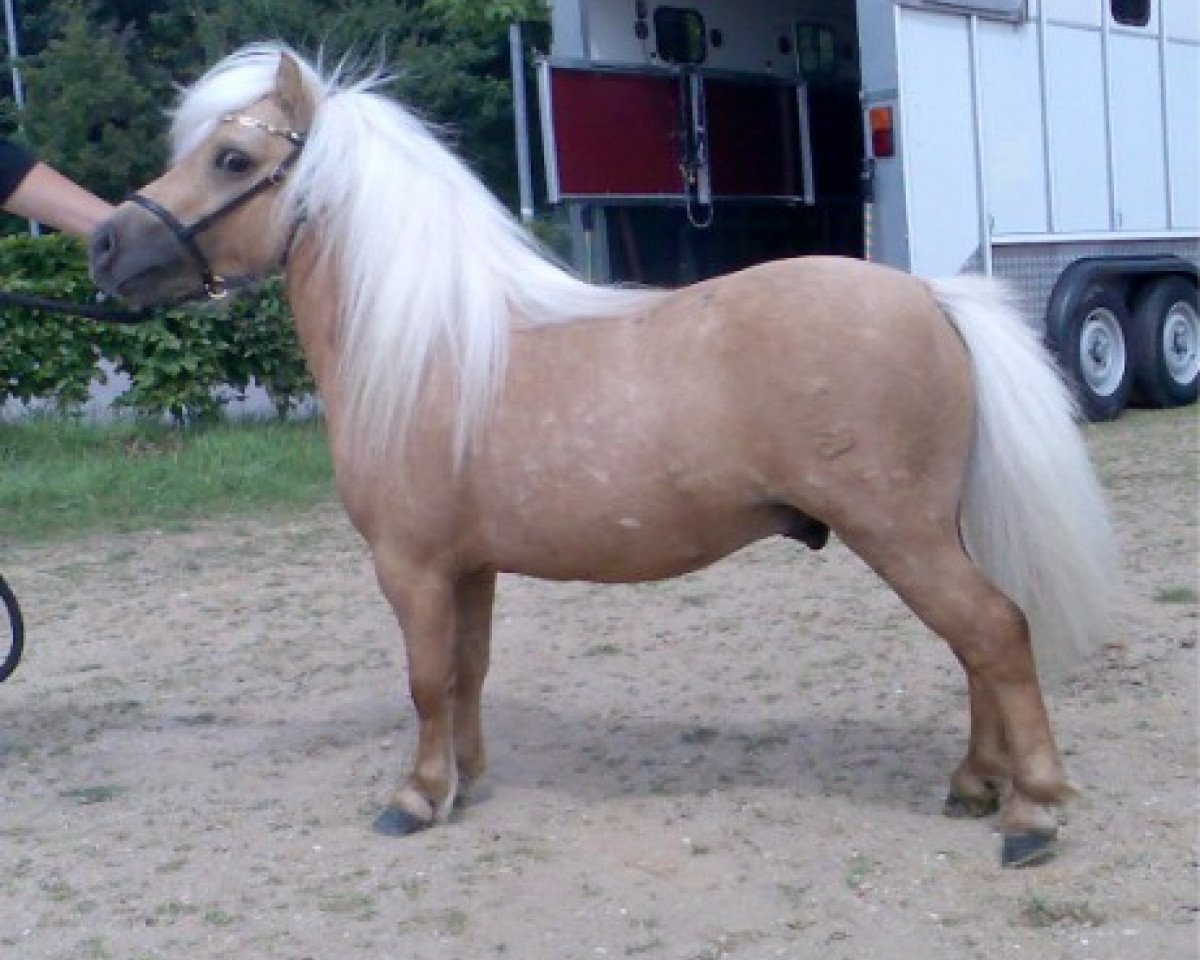stallion Puc's Paradise (Shetland pony (under 87 cm), 2004, from Puccini)