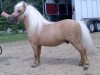 stallion Puc's Paradise (Shetland pony (under 87 cm), 2004, from Puccini)